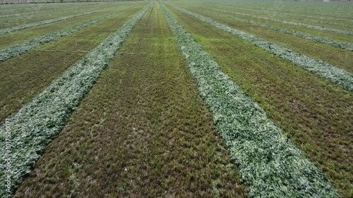 Ground level rise up to sky over alfalfa field in rural area.