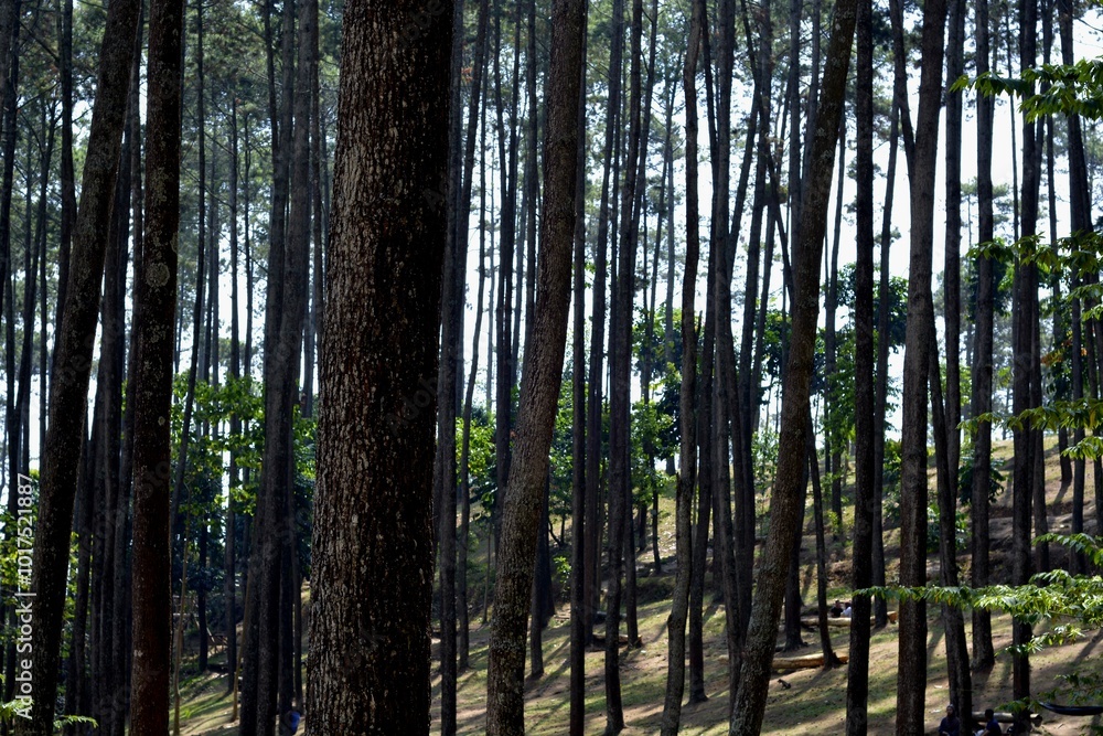 bamboo forest in the morning bamboo forest in the morning