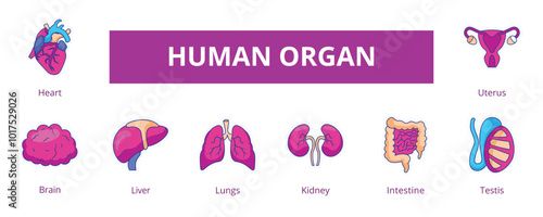 Human Organ Lineal Color Banner Web Icon Set Vector Illustration, Heart Brain Liver Lungs Kidney Intestine Testis Uterus 