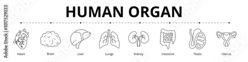 Human Organ Line Banner Web Icon Set Vector Illustration, Heart Brain Liver Lungs Kidney Intestine Testis Uterus 