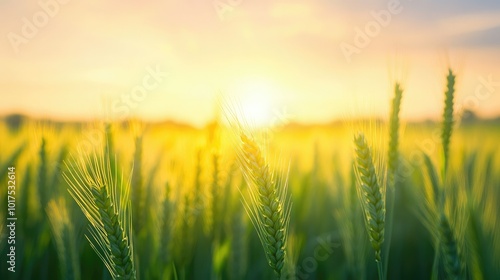 Golden wheat field at sunset, with the sun casting a warm glow over the ripe wheat stalks