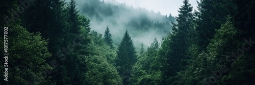 Outside nature exploration in a dark green forest landscape