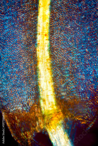 Abstract micrograph of a moss leaf, Aulacomnium palustre, with polarization.