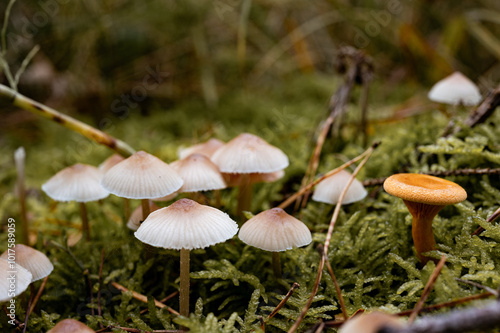 Pilze im Wald. Pilze auf Moosigem Untergrund. Schwammerl