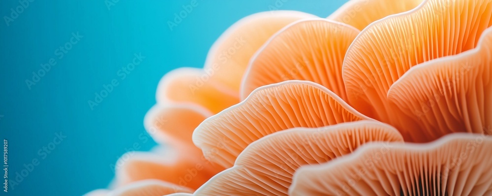Background with a plate mushroom and copy space. A set of mushrooms. A natural abstract backdrop. Oyster mushrooms Background with a plate mushroom and copy space. A set of mushrooms. A natural abstract backdrop. Oyster mushrooms