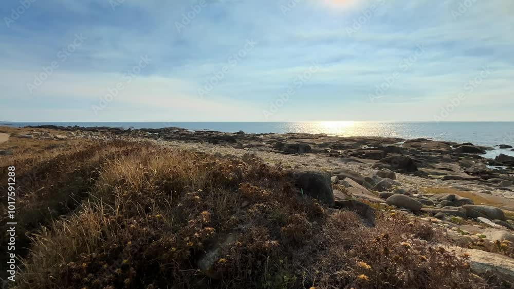 Dry Grass Waves in the Wind near Rocky Coastline of Portugal near North Atlantic Ocean on a Sunny Day Dry Grass Waves in the Wind near Rocky Coastline of Portugal near North Atlantic Ocean on a Sunny Day