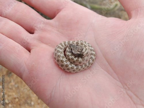 Northern Desert Nightsnake in Hand
Hypsiglena chlorophaea deserticola photo