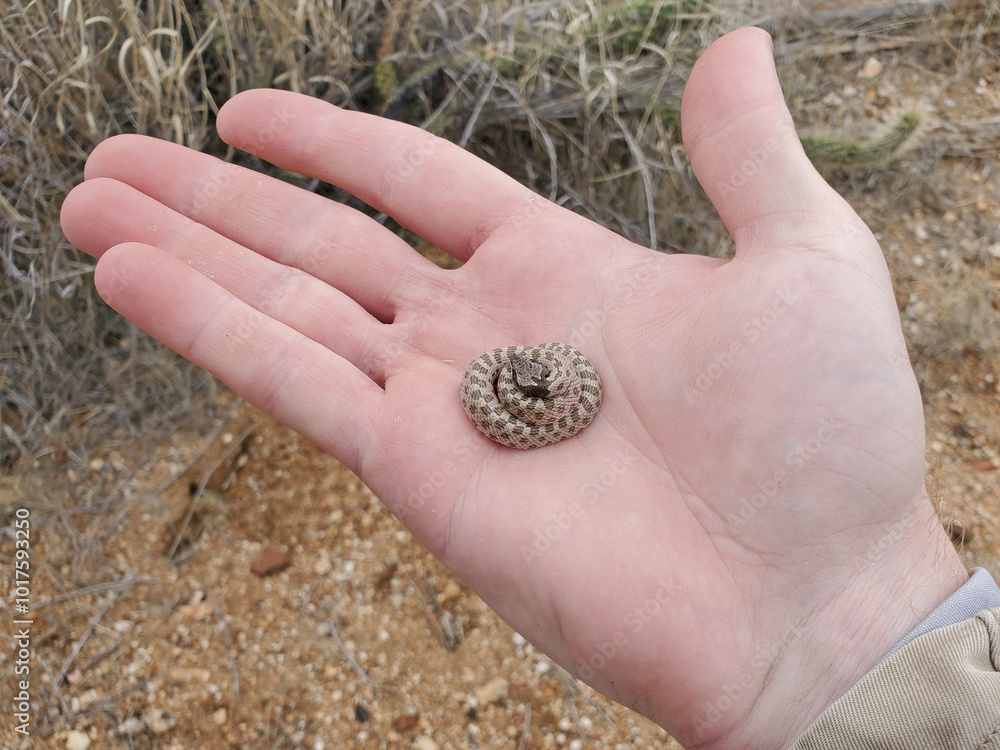 Northern Desert Nightsnake in Hand
Hypsiglena chlorophaea deserticola Northern Desert Nightsnake in Hand
Hypsiglena chlorophaea deserticola