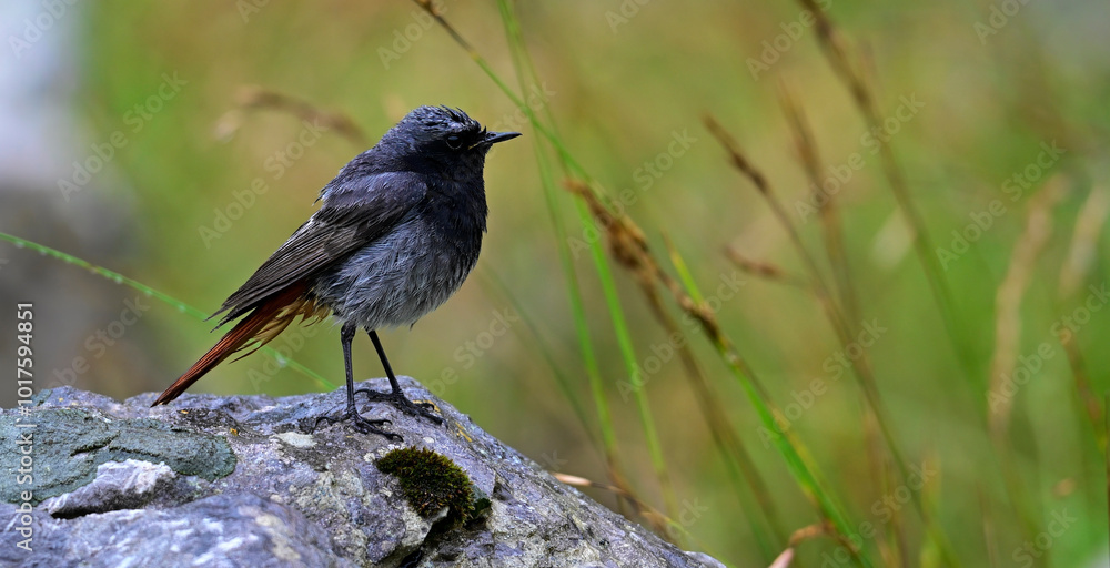 Naklejka premium Black redstart - male // Hausrotschwanz - Männchen (Phoenicurus ochruros)