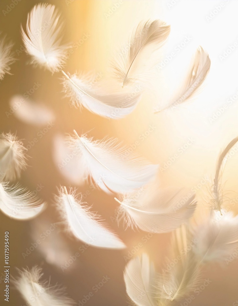 Obraz premium 羽毛 柔らかい ふわふわ 浮遊 軽やか 光 温かさ クローズアップ 透明感 繊細 優雅 自然 美しい 夢幻 柔和 風 エレガント ナチュラル 空気感 柔らかい光