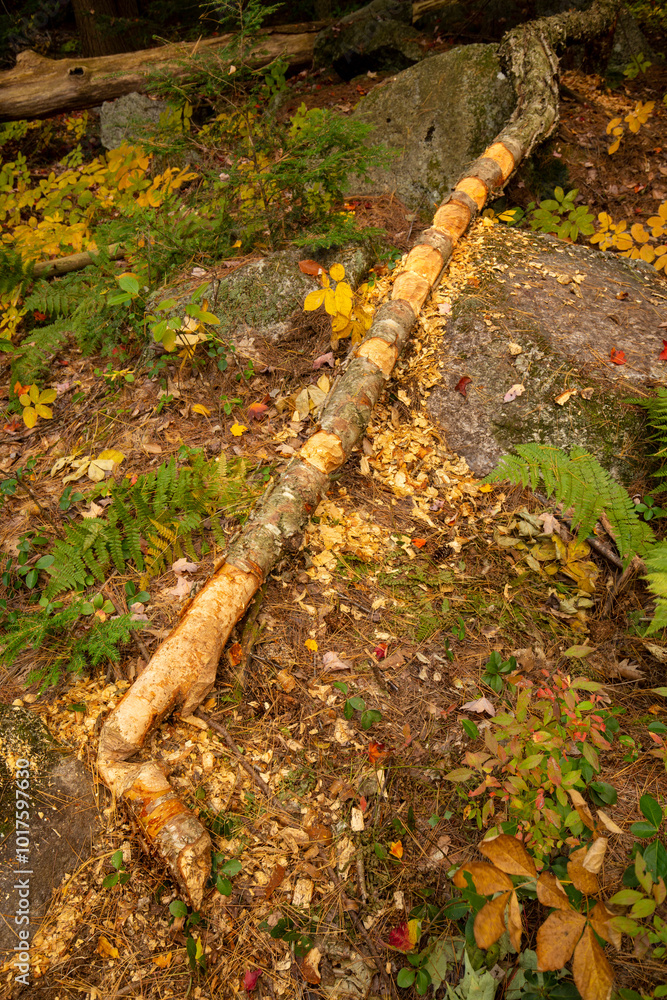 Log knawed by beavers in multiple places in New Hampshire. Log knawed by beavers in multiple places in New Hampshire.