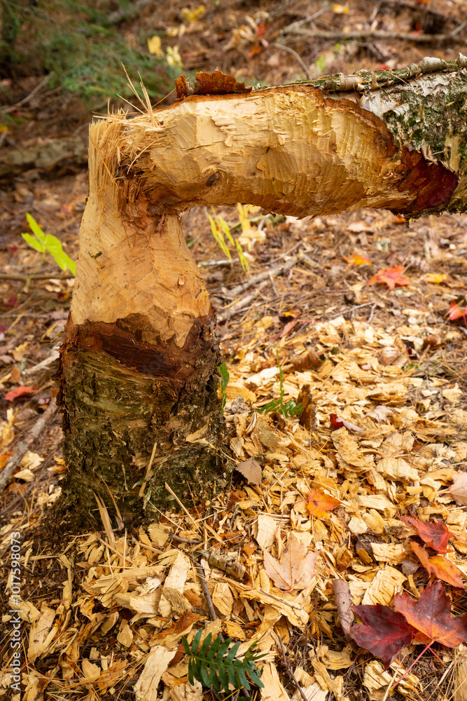 Obraz premium Small tree felled by beavers with woodchips in New Hampshire.