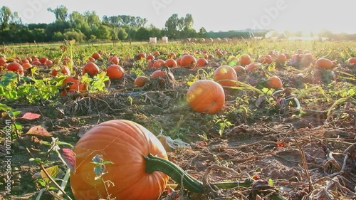 Organic pumpkin field in sunset in low angle view with many squash and halloween pumpkins for Thanksgiving or October autumn decoration in warm sunset glow with copy space and big pumpkins harvesting