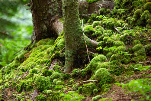 Moss clumps make a mystical scene at Lake Solitude.