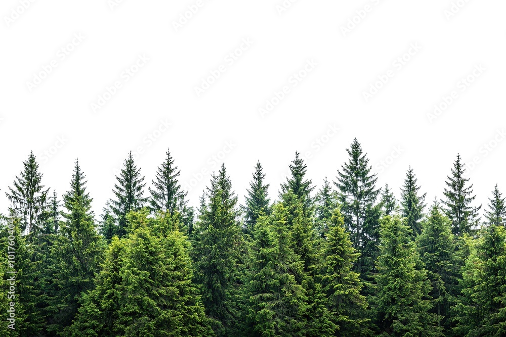Pine forest edge against clear sky, copy space Pine forest edge against clear sky, copy space