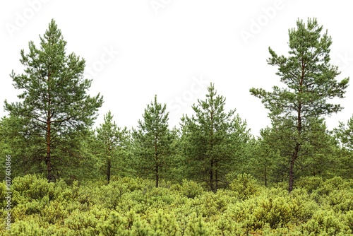 Pine trees and shrubs under overcast sky, nature scene