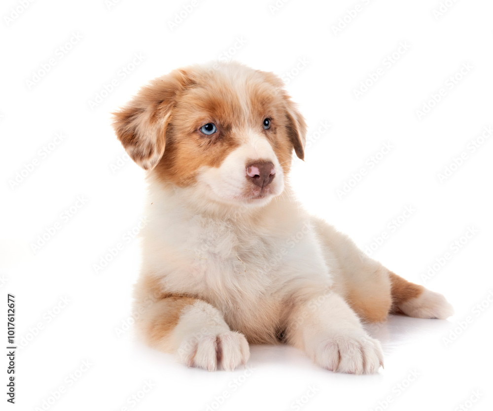 puppy australian shepherd in studio puppy australian shepherd in studio