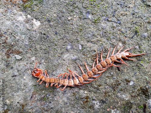 Dead centipede or chilopoda on concrete floor upside down. creepy and poisonous animal photo