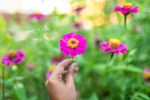Hand holding a vibrant pink zinnia flower with garden background.