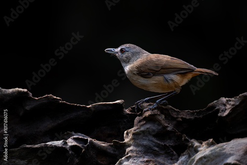 Portrait of Horsfield's Babbler (Malacocincla sepiaria) photo