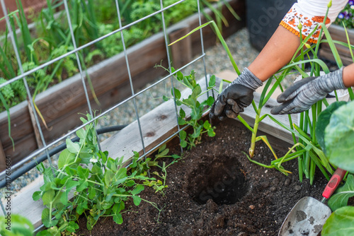 Tablou pe pânză Gardener preparing soil in a raised bed garden for planting.