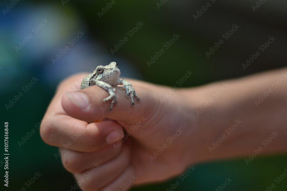 Small frog held gently in a person's hand outdoors. Small frog held gently in a person's hand outdoors.
