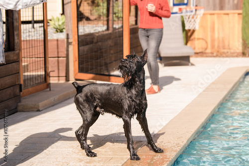 Large wet dog next to pool photo