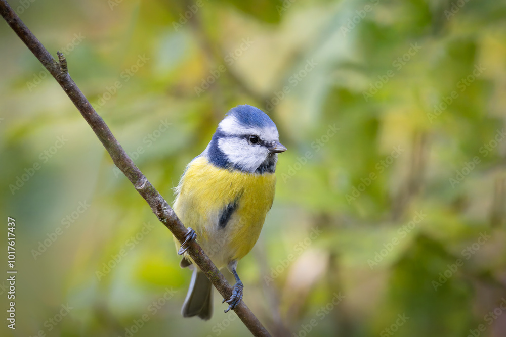 Obraz premium A blue tit sits on the branch toward the camera lens