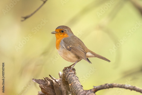 European robin sits on the branch perpendicular to the camera lens