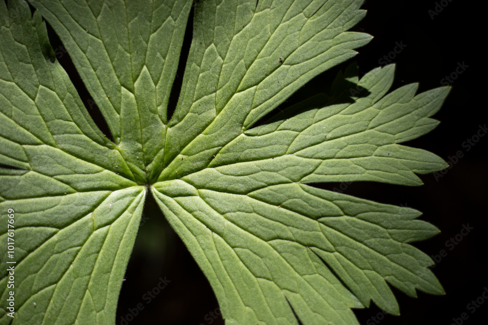 Fototapeta premium The texture of the leaf. The veins on the plant.