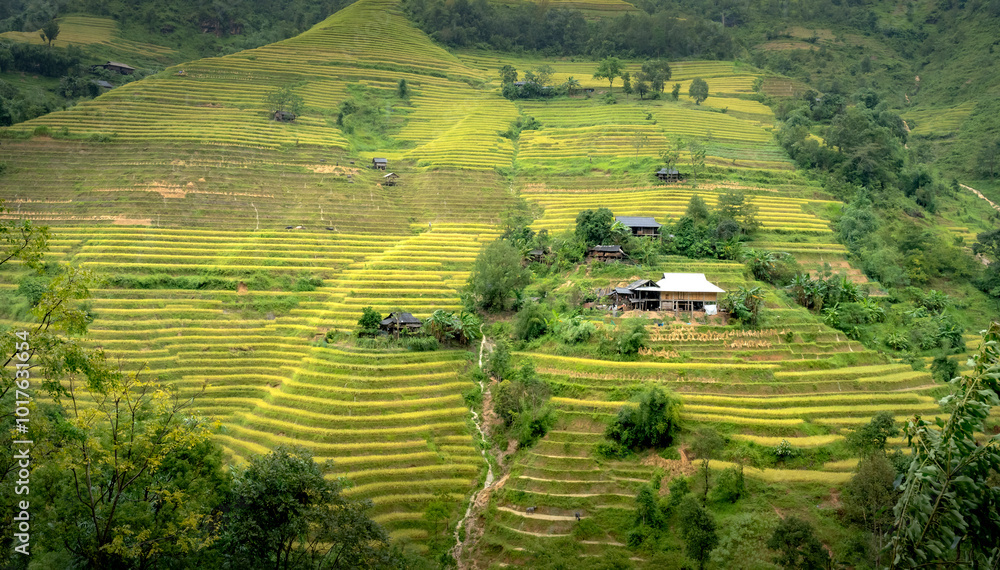 Obraz premium Admiring the beautiful terraced fields in Bac Quang District, Ha Giang Province, Vietnam