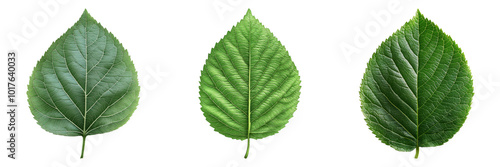 Green leaves isolated on transparent background graphic PNG for nature designs or botanical illustrations