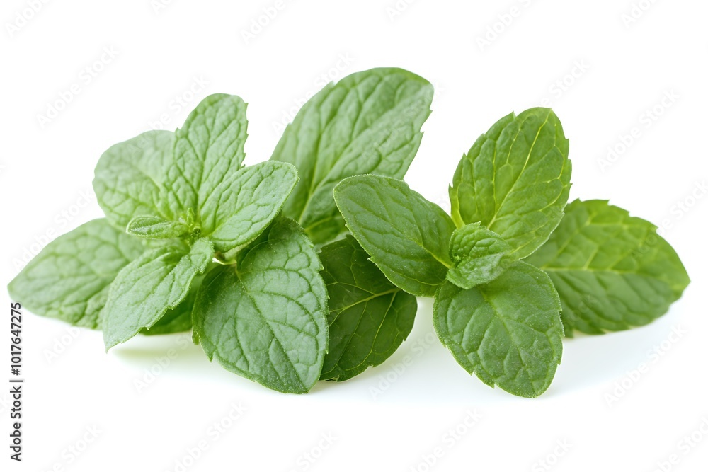 Fresh mint leaves arranged on a white background. Fresh mint leaves arranged on a white background.
