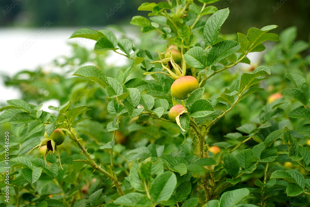 Obraz premium Green rosehip berries on a bush