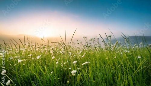 Blossoming grass with a gentle breeze against a misty sky in the morning