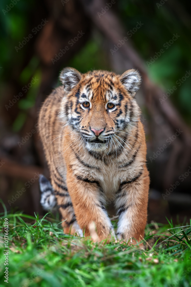 Fototapeta premium Tiger cub in the wild. Wild cat in nature habitat