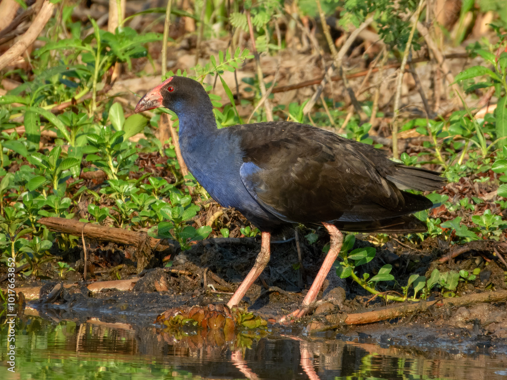 Australasian Swamphen - Porphyrio melanotus Australasian Swamphen - Porphyrio melanotus