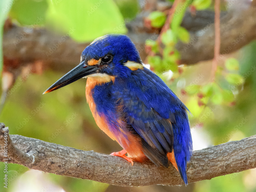 Fototapeta premium Azure Kingfisher - Ceyx azureus in Australia