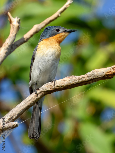 Broad-billed Flycatcher - Myiagra ruficollis in Australia