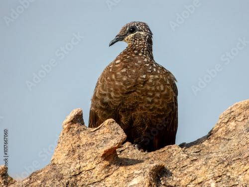 Chestnut-quilled Rock-Pigeon - Petrophassa rufipennis in Australia photo