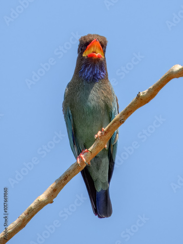 Dollarbird - Eurystomus orientalis in Australia photo