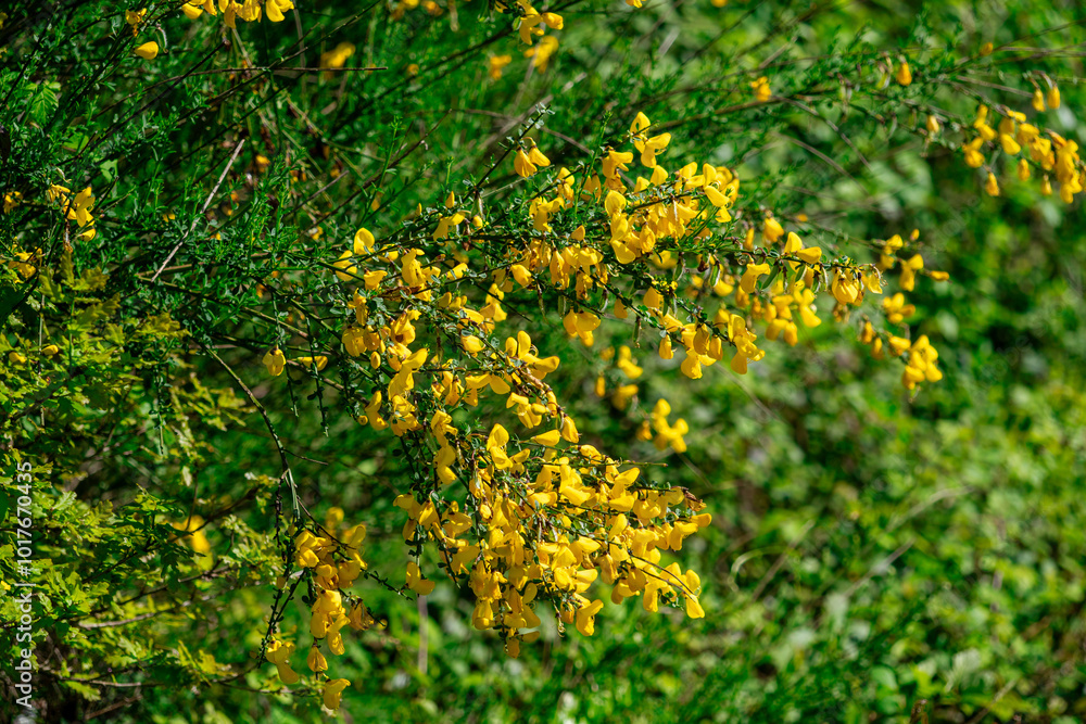 Obraz premium A bunch of yellow flowers are growing in a green bush