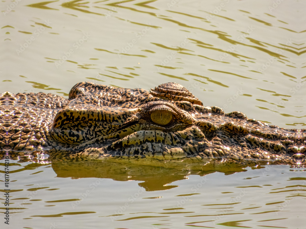 Estuarine crocodile (Crocodylus porosus) in Australia Estuarine crocodile (Crocodylus porosus) in Australia