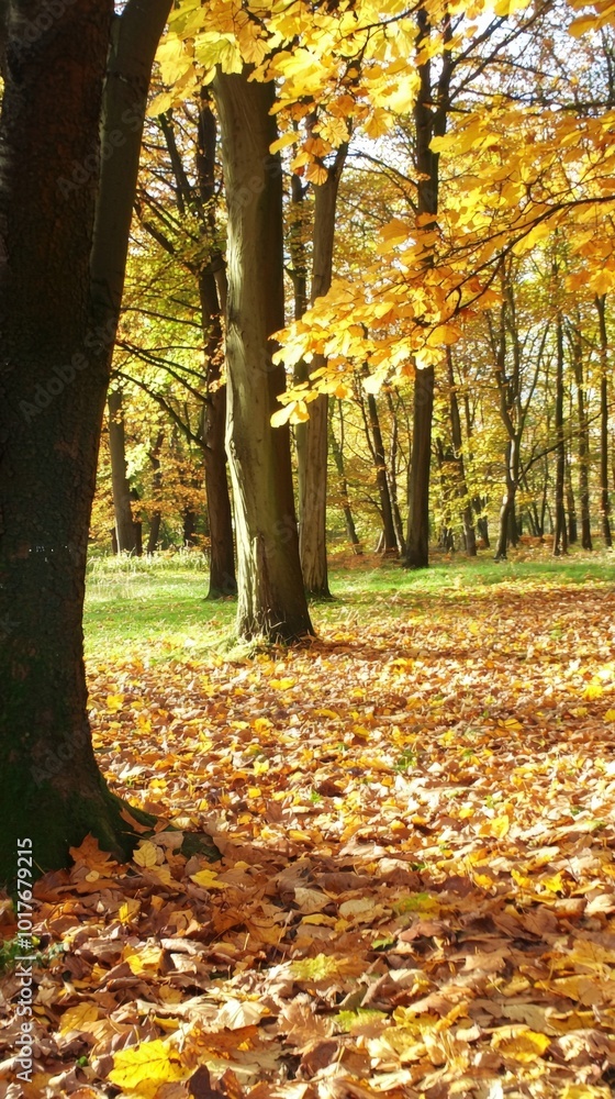 Golden leaves blanket the forest floor in autumn, creating a tranquil nature path Golden leaves blanket the forest floor in autumn, creating a tranquil nature path
