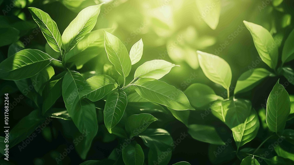 Vibrant Green Leaves in Sunlight - Fresh, Lush Foliage Nature Scene
Vibrant Green Leaves in Sunlight - Fresh, Lush Foliage Nature Scene