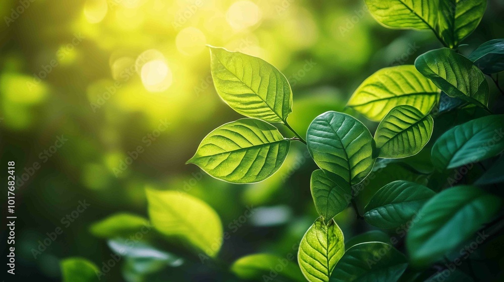 Fototapeta premium Vibrant Green Leaves in Sunlight - Fresh, Lush Foliage Nature Scene 