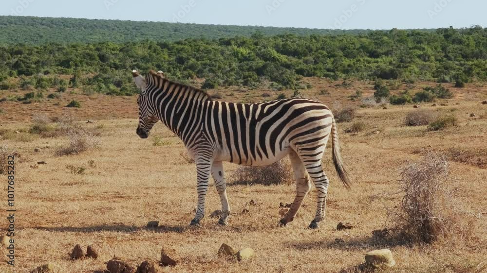 A zebra stands gracefully on the grass in Addo Elephant National Park, showcasing the beauty of South Africa's diverse wildlife. Slight wiggles of camera movement A zebra stands gracefully on the grass in Addo Elephant National Park, showcasing the beauty of South Africa's diverse wildlife. Slight wiggles of camera movement