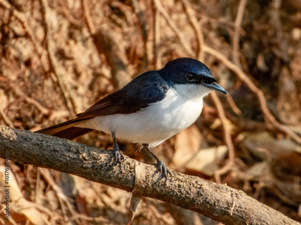 Paperbark Flycatcher - Myiagra nana in Australia Paperbark Flycatcher - Myiagra nana in Australia