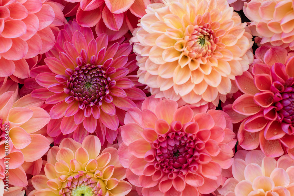Pink dahlia blooms background. Coral and blush dahlia flowers close up. Floral wallpaper. Pink dahlia blooms background. Coral and blush dahlia flowers close up. Floral wallpaper.
