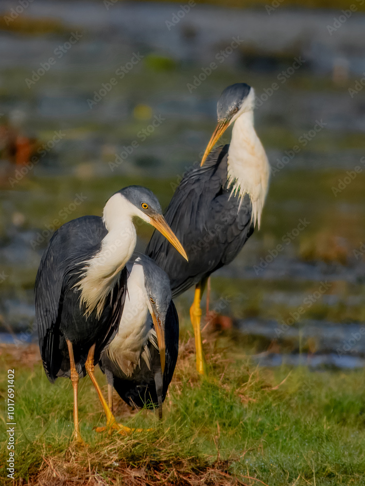 Fototapeta premium Pied Heron - Egretta picata in Australia